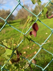 Aristolochia baetica