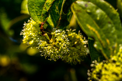 Smilax anceps