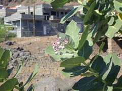 Calotropis procera image