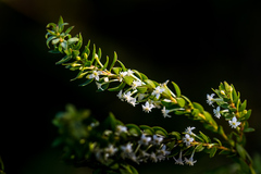 Struthiola pondoensis