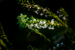 Struthiola pondoensis