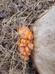 Flammulina velutipes