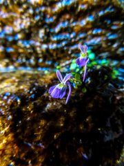 Utricularia sandersonii