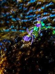 Utricularia sandersonii