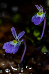 Utricularia sandersonii
