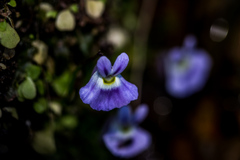 Utricularia sandersonii