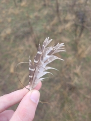 Perdix perdix