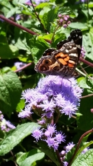 Vanessa virginiensis