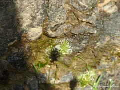 Anthoxanthum odoratum