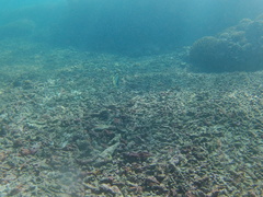 Johnrandallia nigrirostris