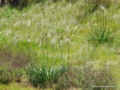 Asphodelus albus