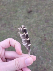 Perdix perdix