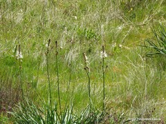 Asphodelus albus