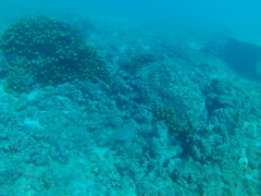 Stegastes acapulcoensis