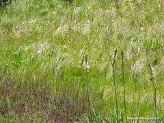Asphodelus albus