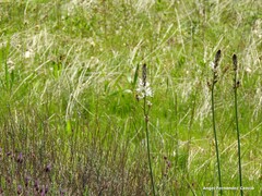 Asphodelus albus