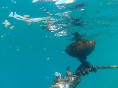 Abudefduf troschelii