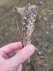 Perdix perdix