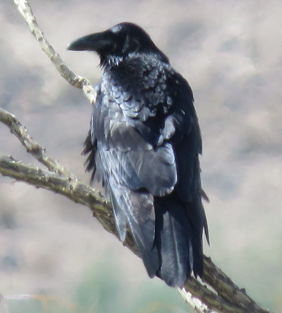 Common Raven from Yucca, AZ. on October 06, 2015 by Liam O'Brien. What ...