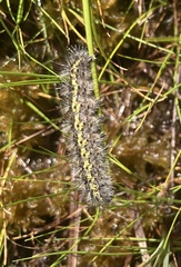 Spilosoma dubia