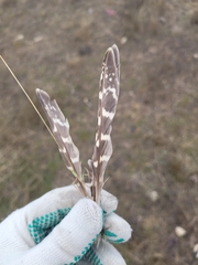 Perdix perdix