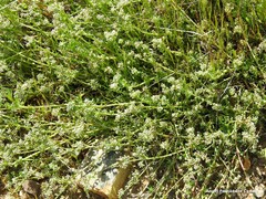 Corrigiola telephiifolia