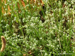 Corrigiola telephiifolia