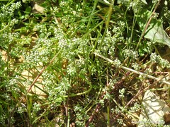 Corrigiola telephiifolia