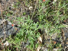 Lupinus hispanicus