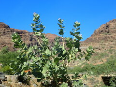 Calotropis procera image