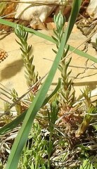 Petrosedum amplexicaule