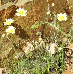 Lavandula pedunculata