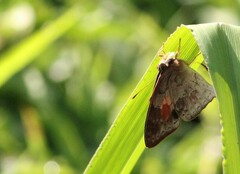 Euselasia thucydides