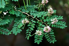 Indigofera jucunda