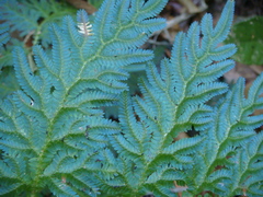 Selaginella