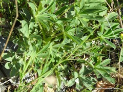 Lupinus hispanicus