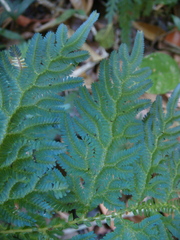 Selaginella