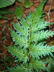 Selaginella