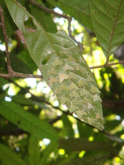 Lepidoptera