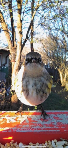 Yellow-rumped Warbler photographed in Texas