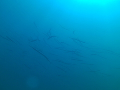 Fistularia commersonii