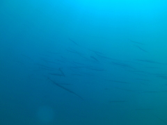 Fistularia commersonii