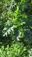 Acanthus mollis