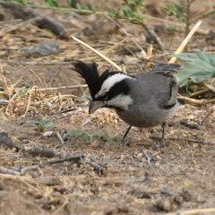 Lophospingus pusillus