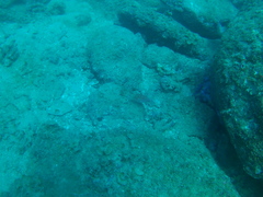 Canthigaster punctatissima