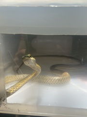 Leptophis ahaetulla marginatus