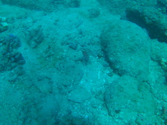 Canthigaster punctatissima