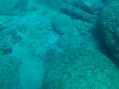 Canthigaster punctatissima