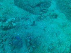 Canthigaster punctatissima