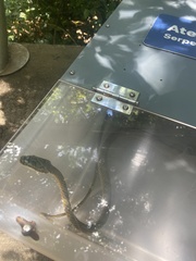 Leptophis ahaetulla marginatus